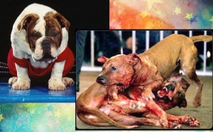 собачьи бои 1